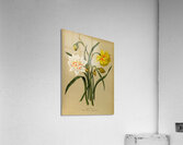 Album van Eeden : Haarlems flora : 1872-1881 Impression acrylique