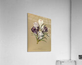 Album van Eeden : Haarlems flora : 1872-1881 Acrylic Print