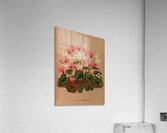 Album van Eeden : Haarlems flora : 1872-1881 Acrylic Print