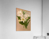 Album van Eeden : Haarlems flora : 1872-1881 Acrylic Print