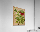 Album van Eeden : Haarlems flora : 1872-1881 Acrylic Print