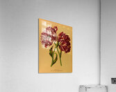 Album van Eeden : Haarlems flora : 1872-1881 Acrylic Print