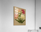 Album van Eeden : Haarlems flora : 1872-1881 Acrylic Print