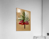 Album van Eeden : Haarlems flora : 1872-1881 Acrylic Print