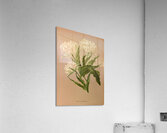 Album van Eeden : Haarlems flora : 1872-1881 Acrylic Print