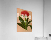 Album van Eeden : Haarlems flora : 1872-1881 Acrylic Print