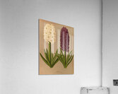 Album van Eeden : Haarlems flora : 1872-1881 Acrylic Print