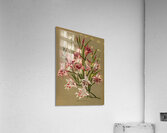Album van Eeden : Haarlems flora : 1872-1881 Acrylic Print