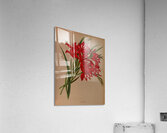 Album van Eeden : Haarlems flora : 1872-1881 Acrylic Print