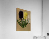 Album van Eeden : Haarlems flora : 1872-1881 Acrylic Print