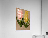 Album van Eeden : Haarlems flora : 1872-1881 Acrylic Print