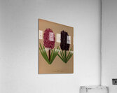 Album van Eeden : Haarlems flora : 1872-1881 Acrylic Print