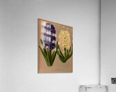 Album van Eeden : Haarlems flora : 1872-1881 Acrylic Print