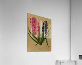 Album van Eeden : Haarlems flora : 1872-1881 Acrylic Print