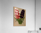Album van Eeden : Haarlems flora : 1872-1881 Acrylic Print