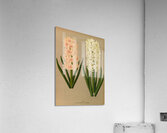 Album van Eeden : Haarlems flora : 1872-1881 Acrylic Print