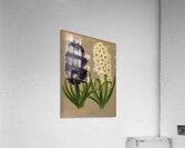 Album van Eeden : Haarlems flora : 1872-1881 Acrylic Print