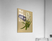 Album van Eeden : Haarlems flora : 1872-1881 Acrylic Print