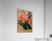 Album van Eeden : Haarlems flora : 1872-1881 Acrylic Print