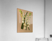 Album van Eeden : Haarlems flora : 1872-1881 Acrylic Print