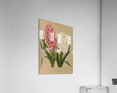 Album van Eeden : Haarlems flora : 1872-1881 Acrylic Print
