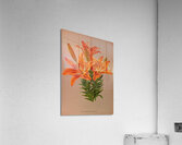 Album van Eeden : Haarlems flora : 1872-1881 Acrylic Print