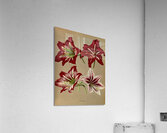 Album van Eeden : Haarlems flora : 1872-1881 Acrylic Print