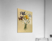 Album van Eeden : Haarlems flora : 1872-1881 Acrylic Print