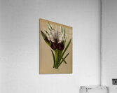 Album van Eeden : Haarlems flora : 1872-1881 Acrylic Print