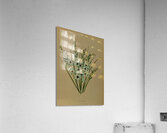 Album van Eeden : Haarlems flora : 1872-1881 Acrylic Print