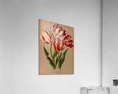 Album van Eeden : Haarlems flora : 1872-1881 Impression acrylique