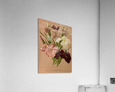Album van Eeden : Haarlems flora : 1872-1881 Acrylic Print