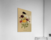 Album van Eeden : Haarlems flora : 1872-1881 Acrylic Print