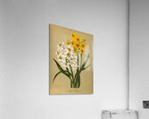 Album van Eeden : Haarlems flora : 1872-1881 Acrylic Print