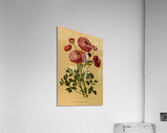 Album van Eeden : Haarlems flora : 1872-1881 Acrylic Print