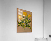 Album van Eeden : Haarlems flora : 1872-1881 Acrylic Print