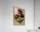 Album van Eeden : Haarlems flora : 1872-1881 Acrylic Print