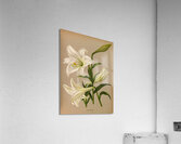 Album van Eeden : Haarlems flora : 1872-1881 Acrylic Print