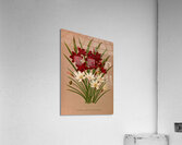 Album van Eeden : Haarlems flora : 1872-1881 Acrylic Print