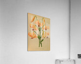 Album van Eeden : Haarlems flora : 1872-1881 Acrylic Print