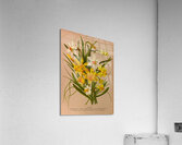 Album van Eeden : Haarlems flora : 1872-1881 Acrylic Print