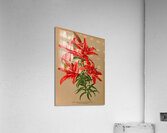 Album van Eeden : Haarlems flora : 1872-1881 Acrylic Print