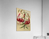 Album van Eeden : Haarlems flora : 1872-1881 Acrylic Print