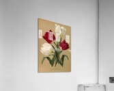 Album van Eeden : Haarlems flora : 1872-1881 Acrylic Print