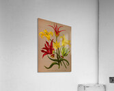 Album van Eeden : Haarlems flora : 1872-1881 Impression acrylique