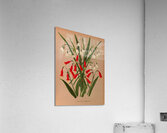 Album van Eeden : Haarlems flora : 1872-1881 Acrylic Print