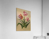 Album van Eeden : Haarlems flora : 1872-1881 Acrylic Print