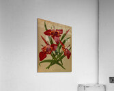 Album van Eeden : Haarlems flora : 1872-1881 Acrylic Print