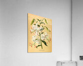 Album van Eeden : Haarlems flora : 1872-1881 Acrylic Print