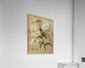 Album van Eeden : Haarlems flora : 1872-1881 Acrylic Print